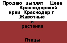 Продаю  цыплят  › Цена ­ 40 - Краснодарский край, Краснодар г. Животные и растения » Птицы   